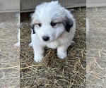 Puppy Pink Collar Great Pyrenees