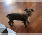 Marco - Male Yo-Chon Puppy for Sale - Photo #2
