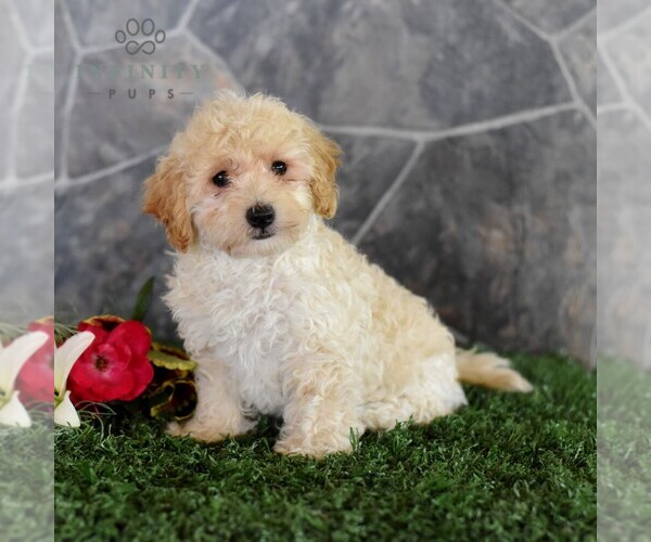 Medium Photo #1 Maltipoo Puppy For Sale in MILL HALL, PA, USA