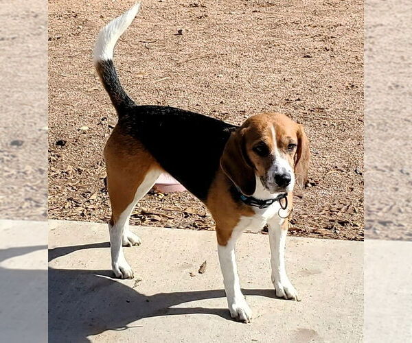 Medium Photo #2 Beagle Puppy For Sale in Tucson, AZ, USA