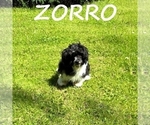 Small #2 Shih-Poo