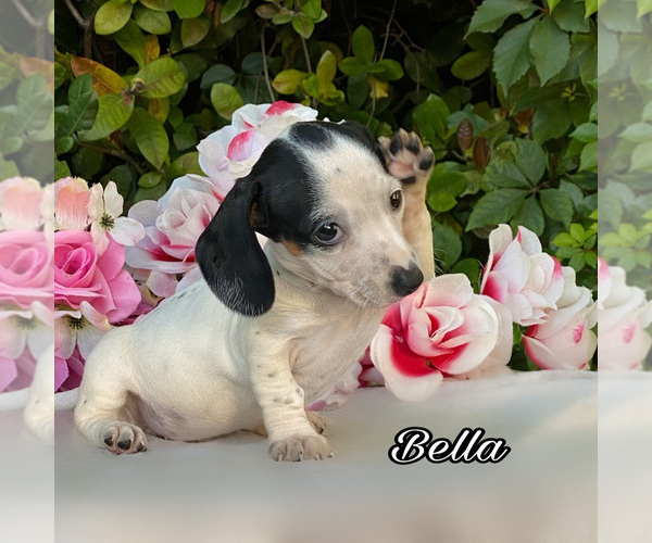 Medium Photo #2 Dachshund Puppy For Sale in MIAMI, FL, USA