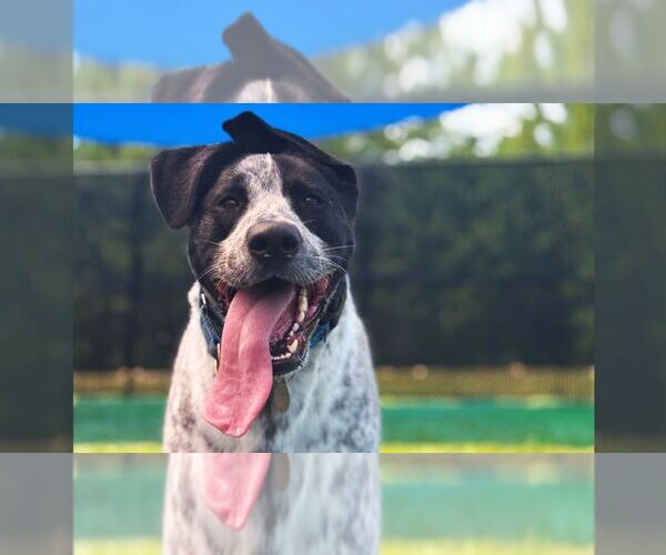 Medium Photo #1  Puppy For Sale in , 