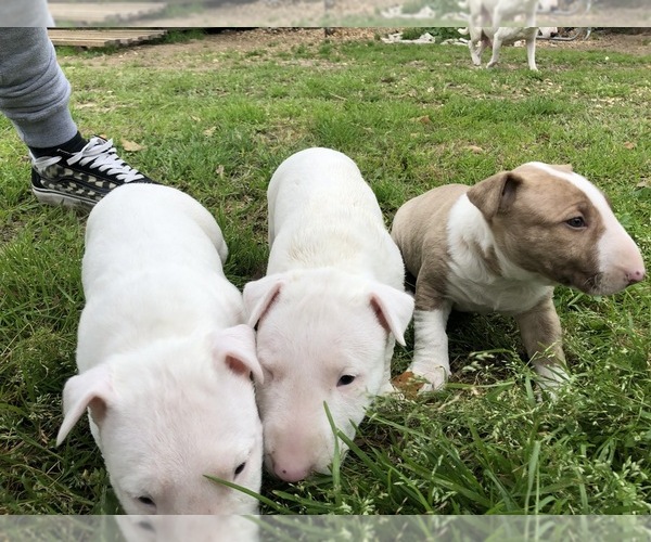 Medium Photo #1 Bull Terrier Puppy For Sale in BAYTOWN, TX, USA