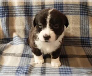 Cardigan Welsh Corgi Puppy for sale in DEFUNIAK SPGS, FL, USA