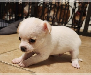 Chihuahua Puppy for sale in SLIDELL, LA, USA