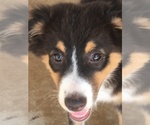 Puppy 3 Australian Shepherd