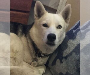 Siberian Husky Dogs for adoption in Woodland, CA, USA