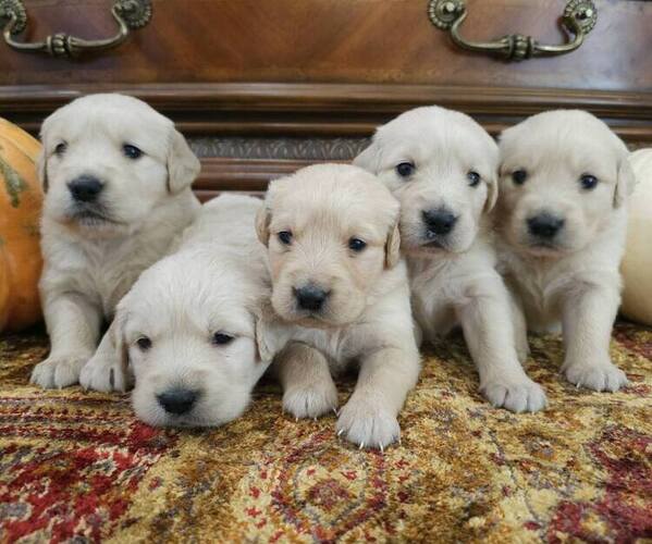 Medium Photo #1 Golden Retriever Puppy For Sale in SACRAMENTO, CA, USA