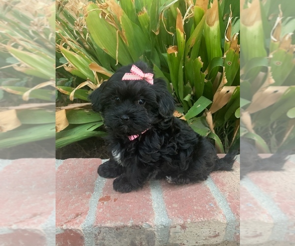 Medium Photo #5 Maltipoo Puppy For Sale in TEMECULA, CA, USA