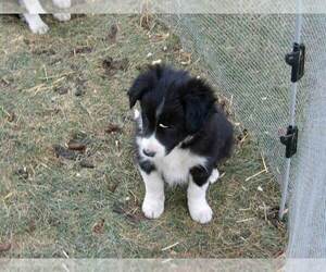 Border Collie Puppy for sale in BLOOMINGTON, WI, USA