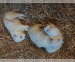 Small Photo #5 Great Pyrenees Puppy For Sale in BEE SPRING, KY, USA