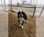 Small #1 Australian Shepherd Mix