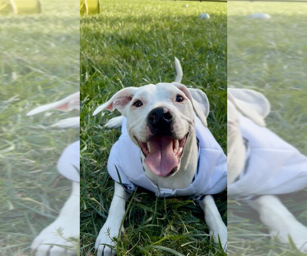 Medium Photo #22 American Pit Bull Terrier-Unknown Mix Puppy For Sale in Mooresville, NC, USA