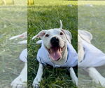 Small #21 American Pit Bull Terrier Mix