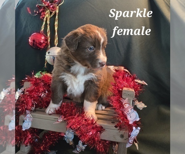 Medium Photo #13 Australian Shepherd Puppy For Sale in BRIDGEWATER, VA, USA