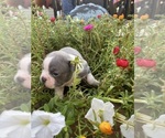 Small #9 Faux Frenchbo Bulldog