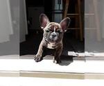 Small Photo #1 French Bulldog Puppy For Sale in HOLTSVILLE, NY, USA