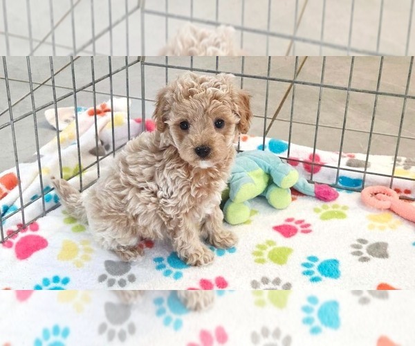 Medium Photo #1 Cavapoo (Miniature)-Poodle (Toy) Mix Puppy For Sale in ORO VALLEY, AZ, USA