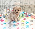 Image preview for Ad Listing. Nickname: Maddie