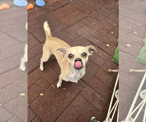 Chihuahua Dogs for adoption in Sandy, UT, USA