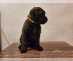 Small #3 Goldendoodle-Soft Coated Wheaten Terrier Mix