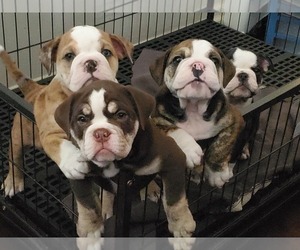English Bulldog Puppy for sale in WALLS, MS, USA