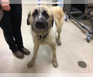 Great Pyrenees Dogs for adoption in Riverside, CA, USA