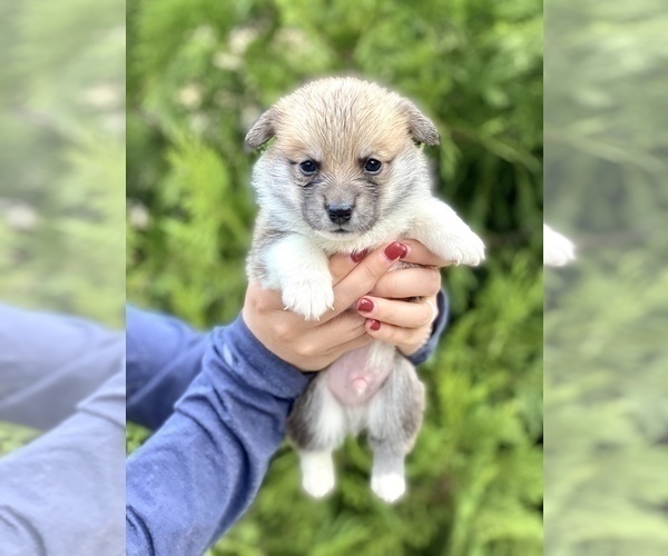 Medium Photo #41 Pembroke Welsh Corgi Puppy For Sale in SOULSBYVILLE, CA, USA