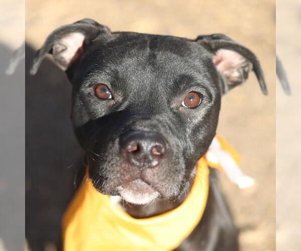 Medium Photo #2 American Pit Bull Terrier-Unknown Mix Puppy For Sale in San Antonio, TX, USA