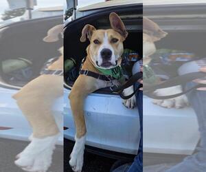 Mutt Dogs for adoption in Santa Barbara, CA, USA