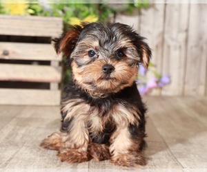Yorkshire Terrier Puppy for sale in MOUNT VERNON, OH, USA