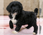Small #5 Goldendoodle