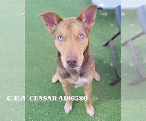 Australian Shepherd-German Shepherd Dog Mix Dogs for adoption in Pasadena, TX, USA