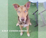 CEASAR - Male Australian Shepherd-German Shepherd Dog Mix Dog for Adoption - Small photo
