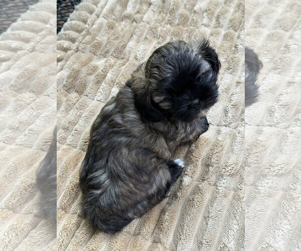 Medium Photo #4 Shih Tzu-Unknown Mix Puppy For Sale in St. Louis Park, MN, USA