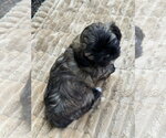 Small #3 Shih Tzu Mix