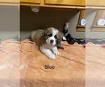 Puppy Puppy 5 Blue Saint Bernard