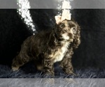 Small Photo #60 Cocker Spaniel Puppy For Sale in WARSAW, IN, USA