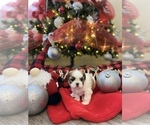Small Photo #9 Shih Tzu Puppy For Sale in NAPLES, FL, USA