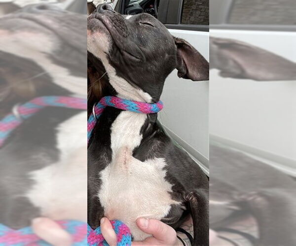 Medium Photo #1 Mutt Puppy For Sale in Plano, TX, USA