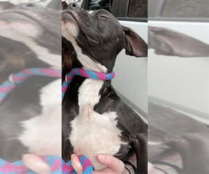 Mutt Dogs for adoption in Plano, TX, USA