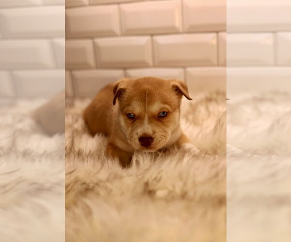 Medium Photo #2 Bulldog-Unknown Mix Puppy For Sale in Duluth, MN, USA