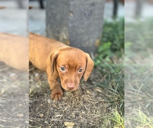 Dachshund Puppy for sale in MCCLEARY, WA, USA