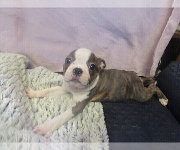Medium Photo #1 Boston Terrier Puppy For Sale in BLACK HORSE, OH, USA