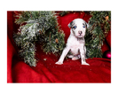 Small Photo #15 Australian Cattle Dog-Catahoula Leopard Dog Mix Puppy For Sale in WELLMAN, IA, USA