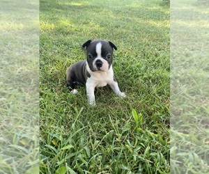 Boston Terrier Puppy for sale in FREDONIA, KS, USA