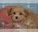Small Photo #3 Maltipoo Puppy For Sale in SANGER, TX, USA