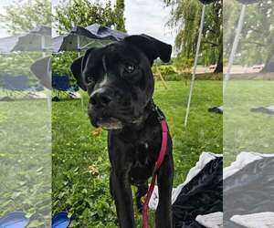 American Bulldog-Unknown Mix Dogs for adoption in New Oxford , PA, USA
