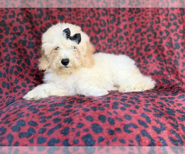 Medium Photo #7 Cockapoo (Miniature) Puppy For Sale in LAKELAND, FL, USA